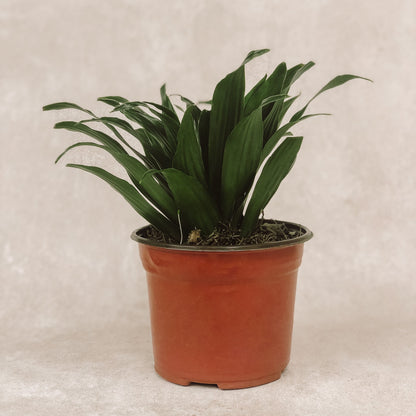 planta de dracena 