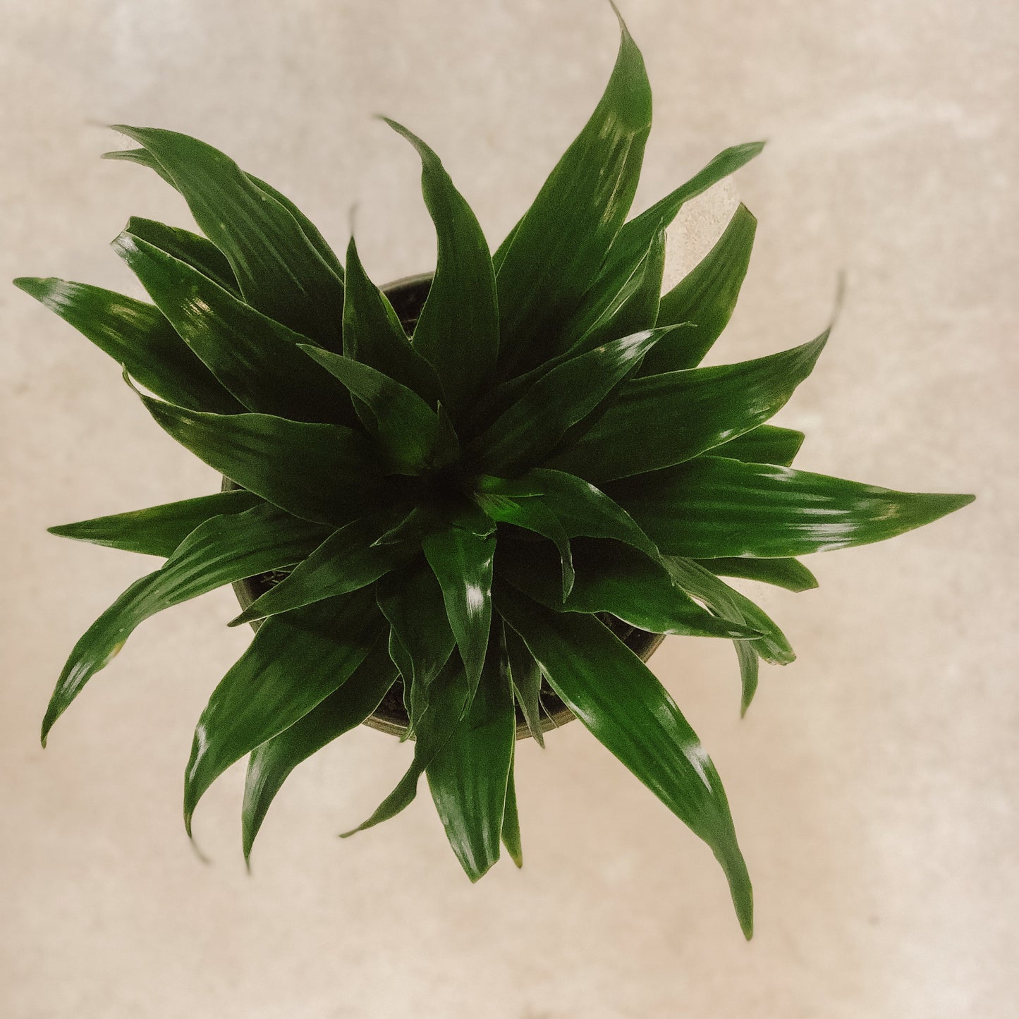 Dracena