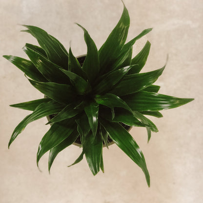 Dracena