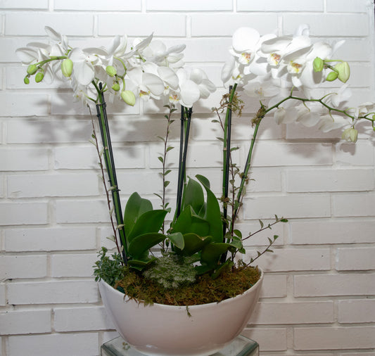 ORQUÍDEA SEIS VARAS PHALAENOPSIS