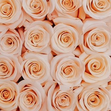 ATADO DE  ROSAS