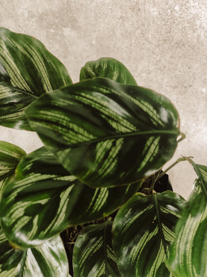 CALATHEA MULTI CINTA