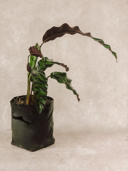 CALATHEA LANCIFOLIA