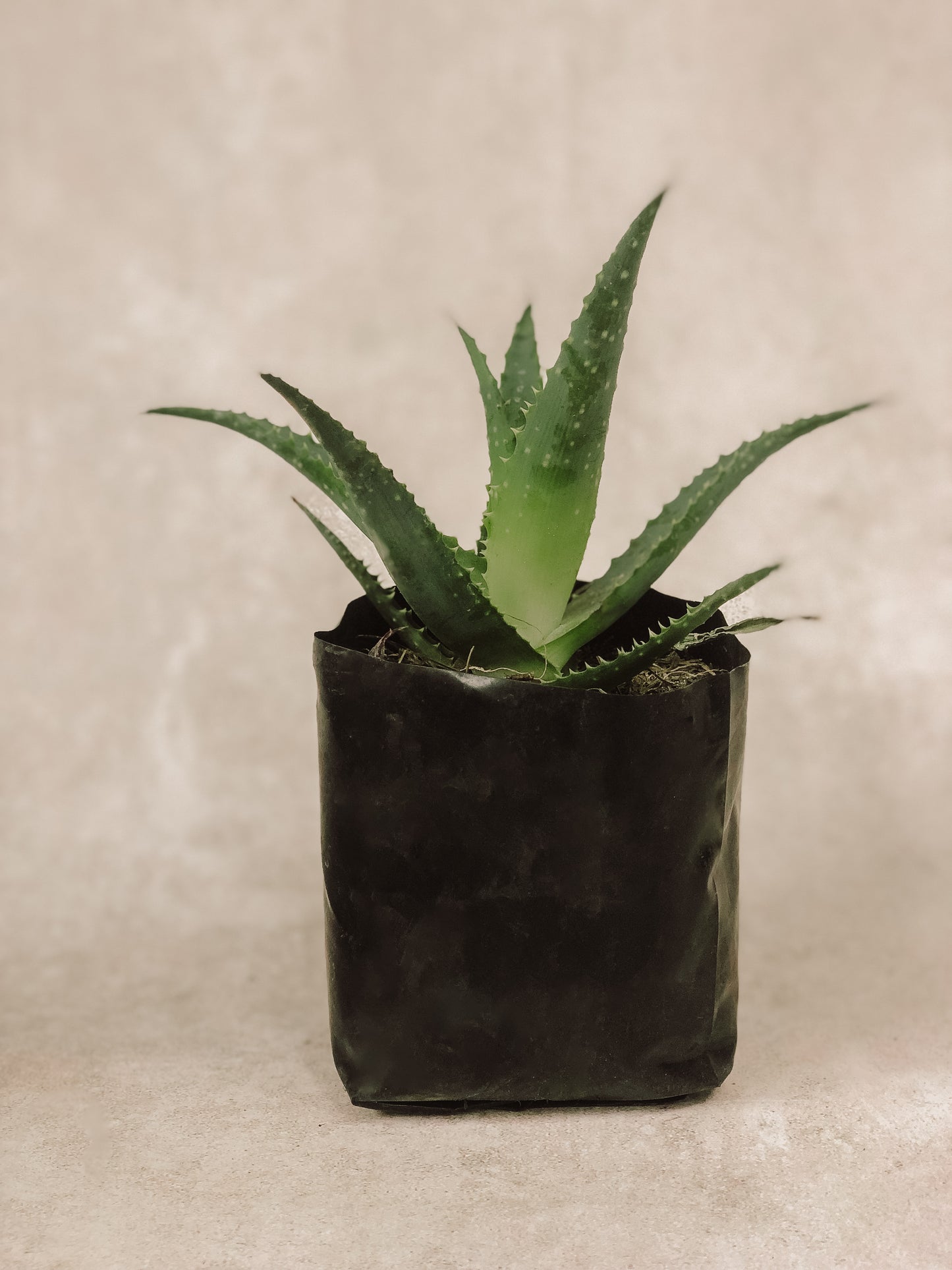 SÁBILA/ ALOE VERA