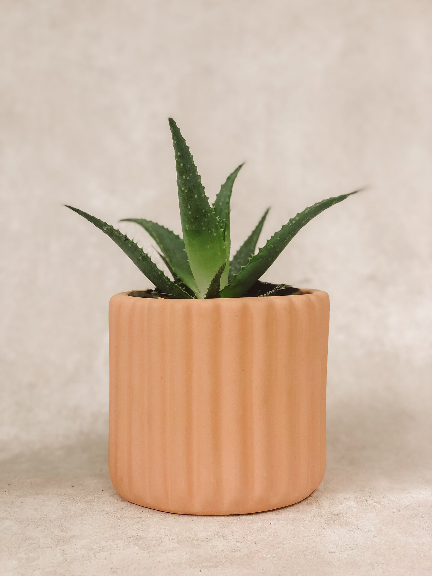 SÁBILA/ ALOE VERA