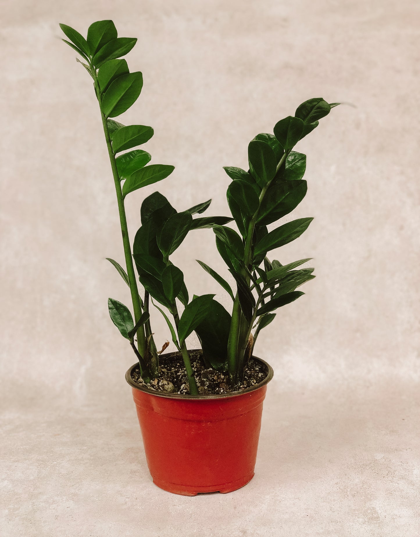 ZAMIOCULCAS