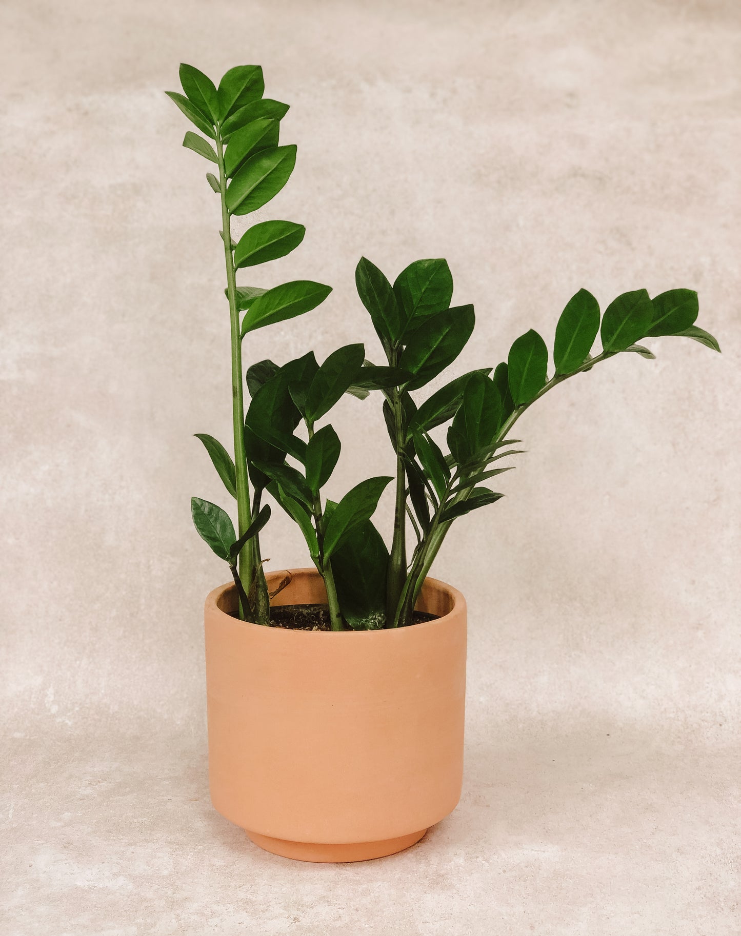 ZAMIOCULCAS