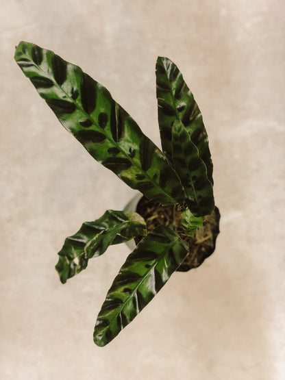 CALATHEA LANCIFOLIA