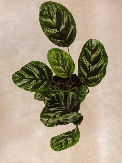 CALATHEA MULTI CINTA