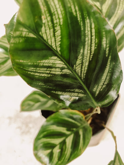 CALATHEA MULTI CINTA