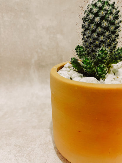 CACTUS COLUMNAR EN MACETA NO.1