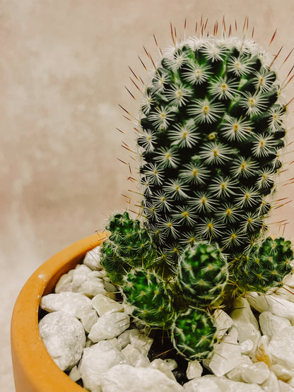 CACTUS COLUMNAR EN MACETA NO.1