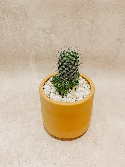 CACTUS COLUMNAR EN MACETA NO.1