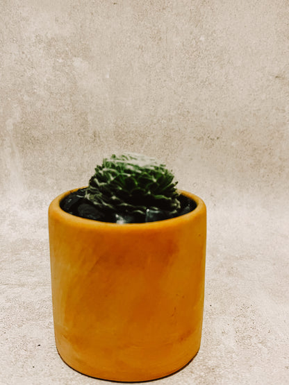 Suculenta con Maceta NO.2