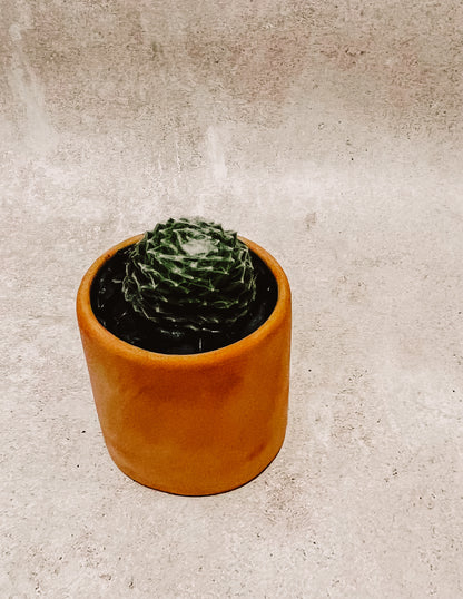 Suculenta con Maceta NO.2
