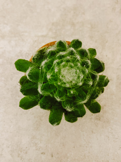 Suculenta con Maceta NO.1