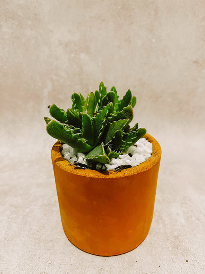 Suculenta con Maceta NO.3