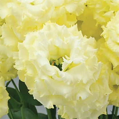 ARREGLO - LISIANTHUS