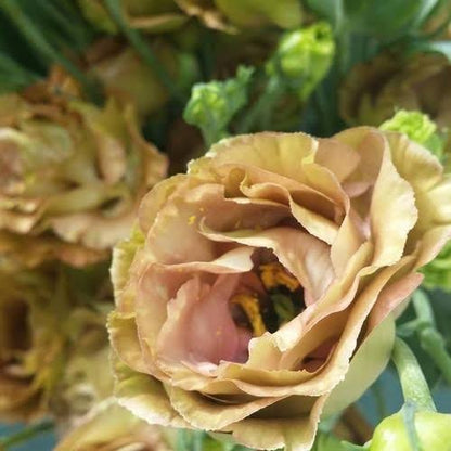 ARREGLO - LISIANTHUS