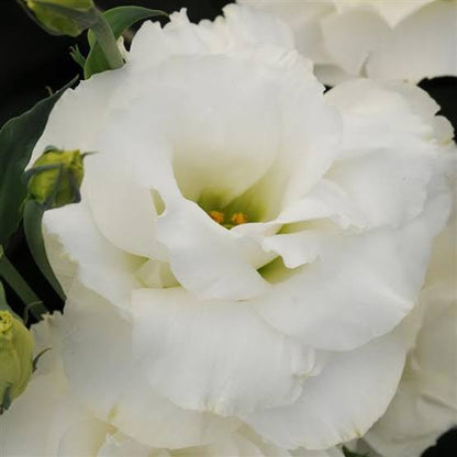 ARREGLO - LISIANTHUS
