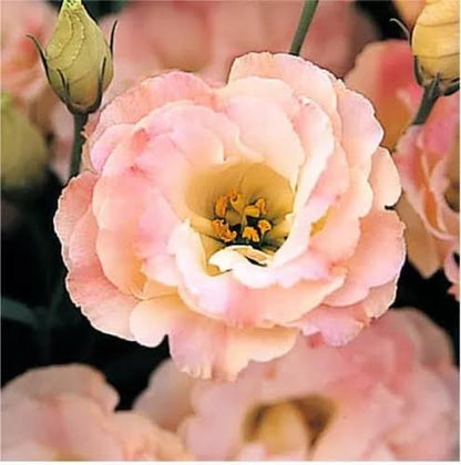 ARREGLO - LISIANTHUS