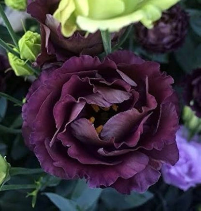 ARREGLO - LISIANTHUS