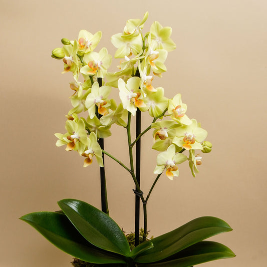 ORQUIDEA MULTIFLORA 