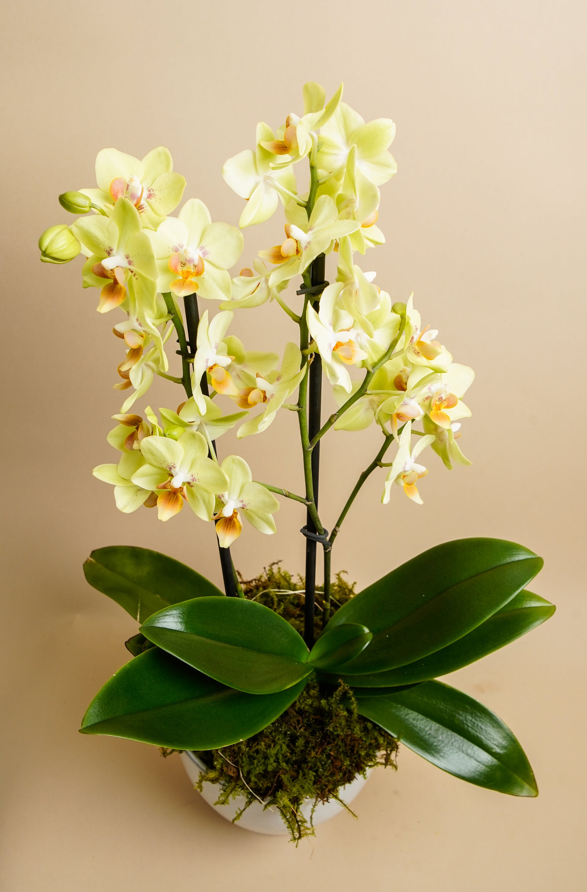 ORQUIDEA MULTIFLORA 