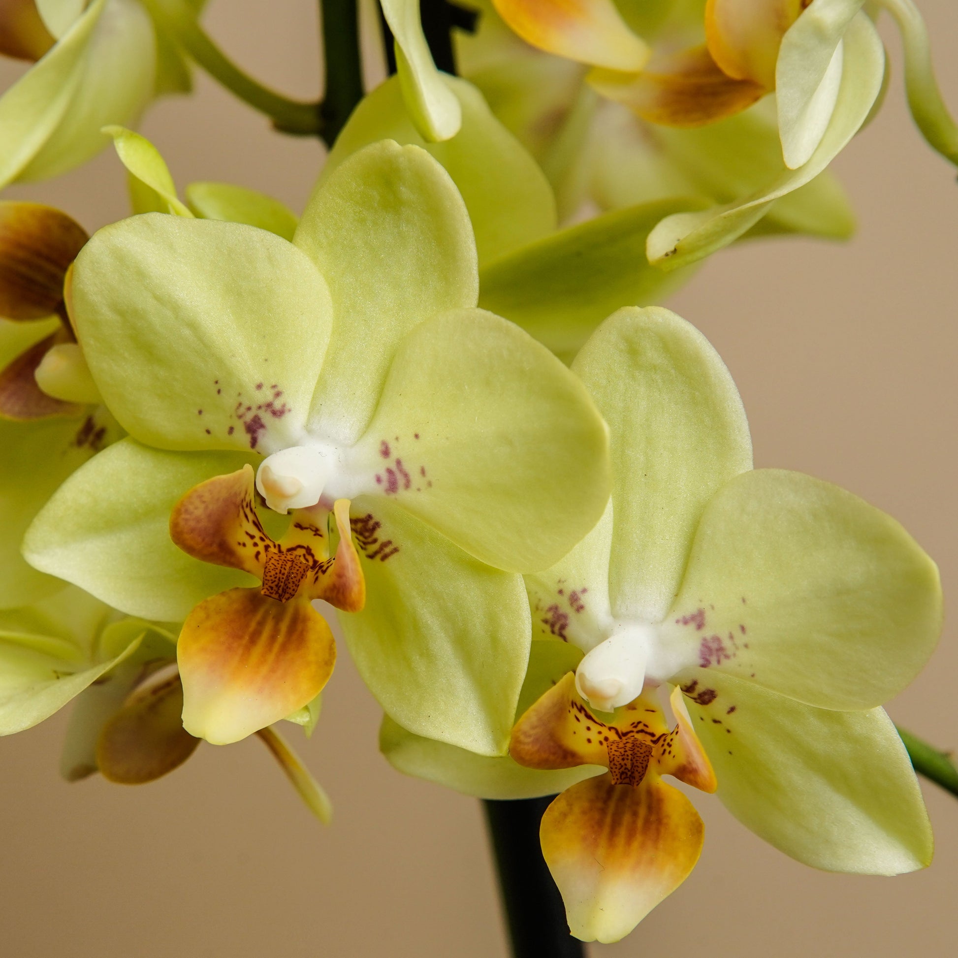 ORQUIDEA MULTIFLORA 