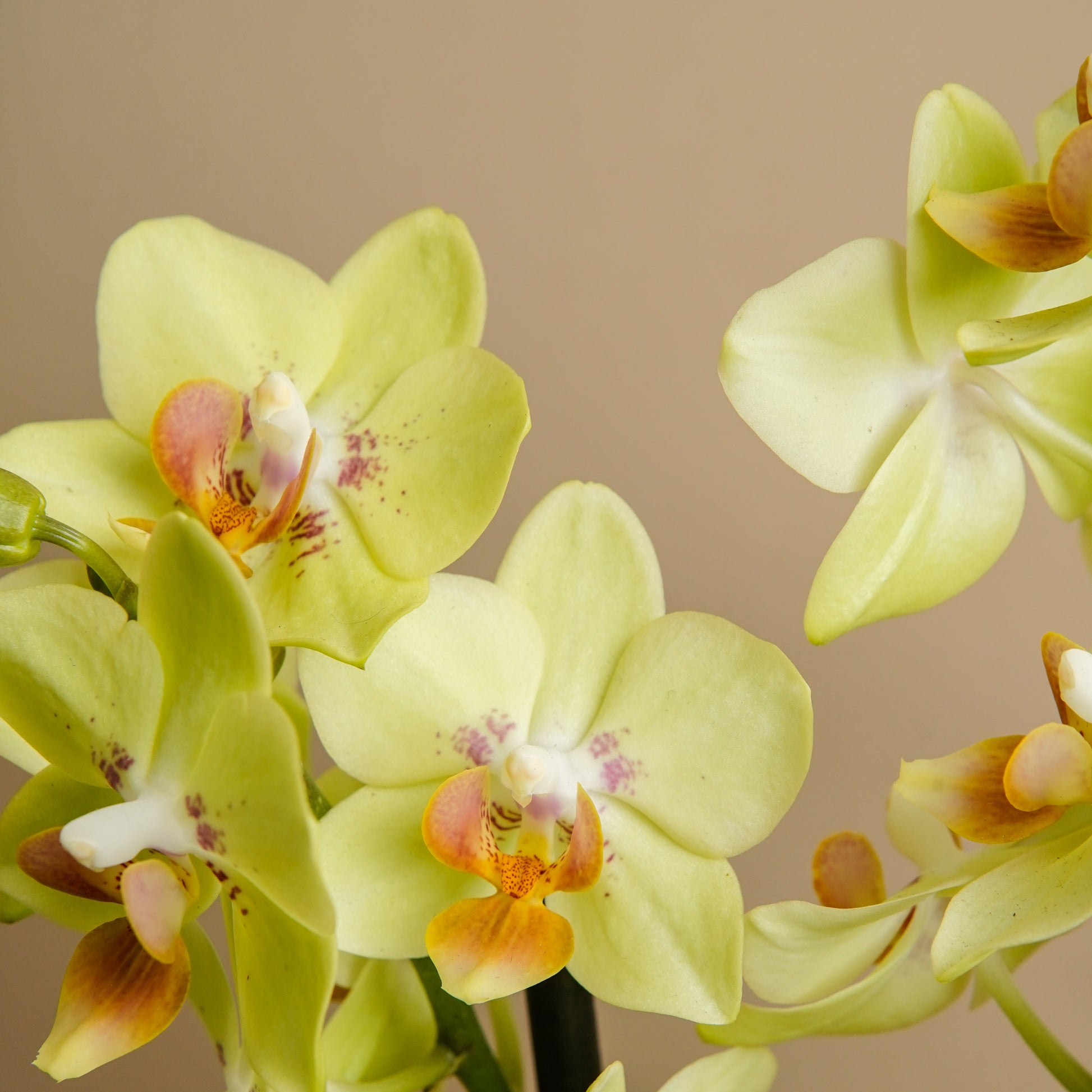 ORQUIDEA MULTI FLORAL 