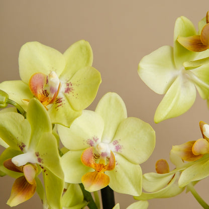 ORQUIDEA MULTI FLORAL 