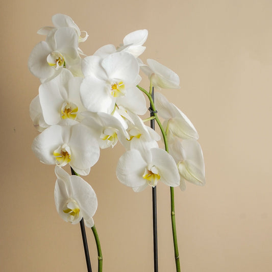 ORQUIDEA DOBLE VARA PHALANOPSIS
