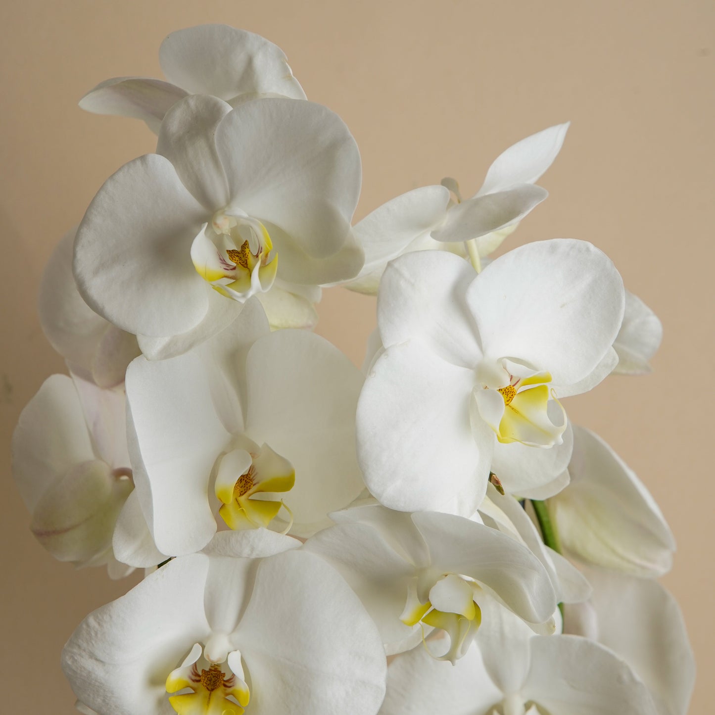 ORQUIDEA DOBLE VARA 