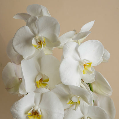 ORQUIDEA DOBLE VARA 