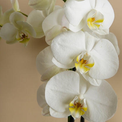ORQUIDEA DOBEL VARA 
