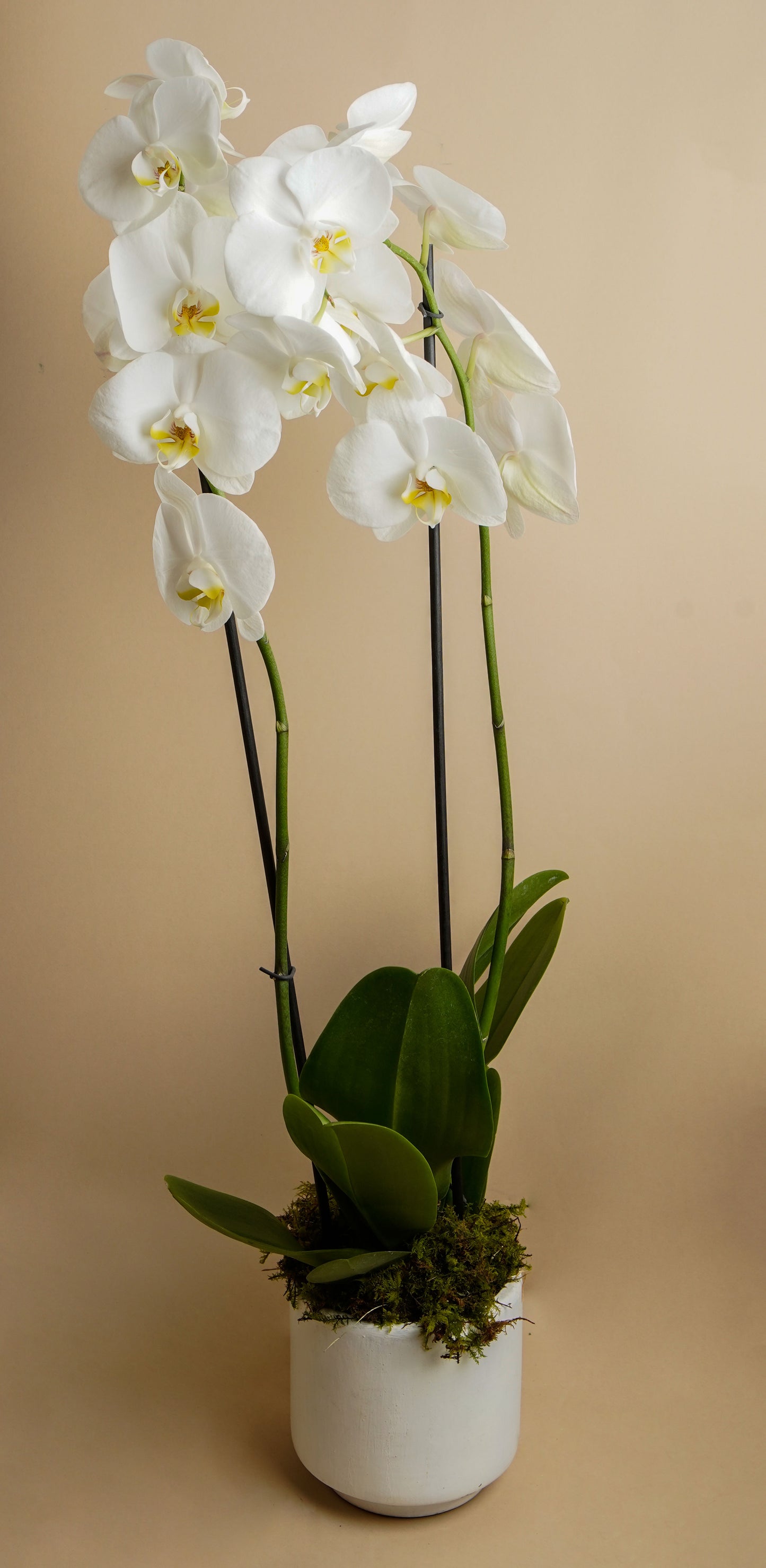 ORQUIDEA DOBLE VARA 