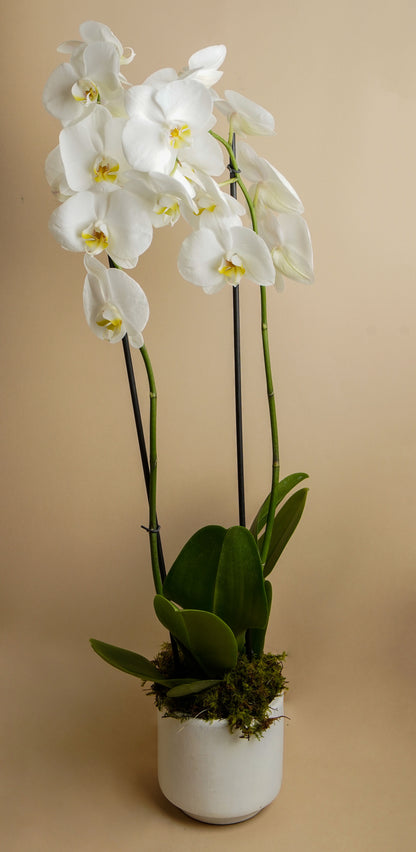 ORQUIDEA DOBLE VARA 