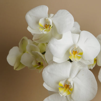 Orquídea Perla Boreal