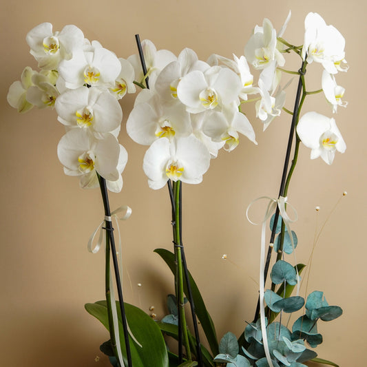 ORQUIDEA PHALAENOPSIS CUATRO VARAS 