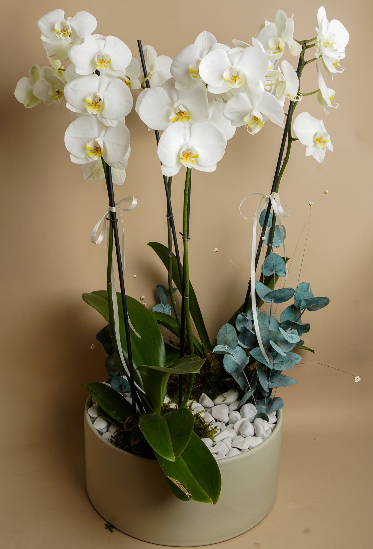 ORQUIDEA CUATRO VARAS PHALAENOPSISI