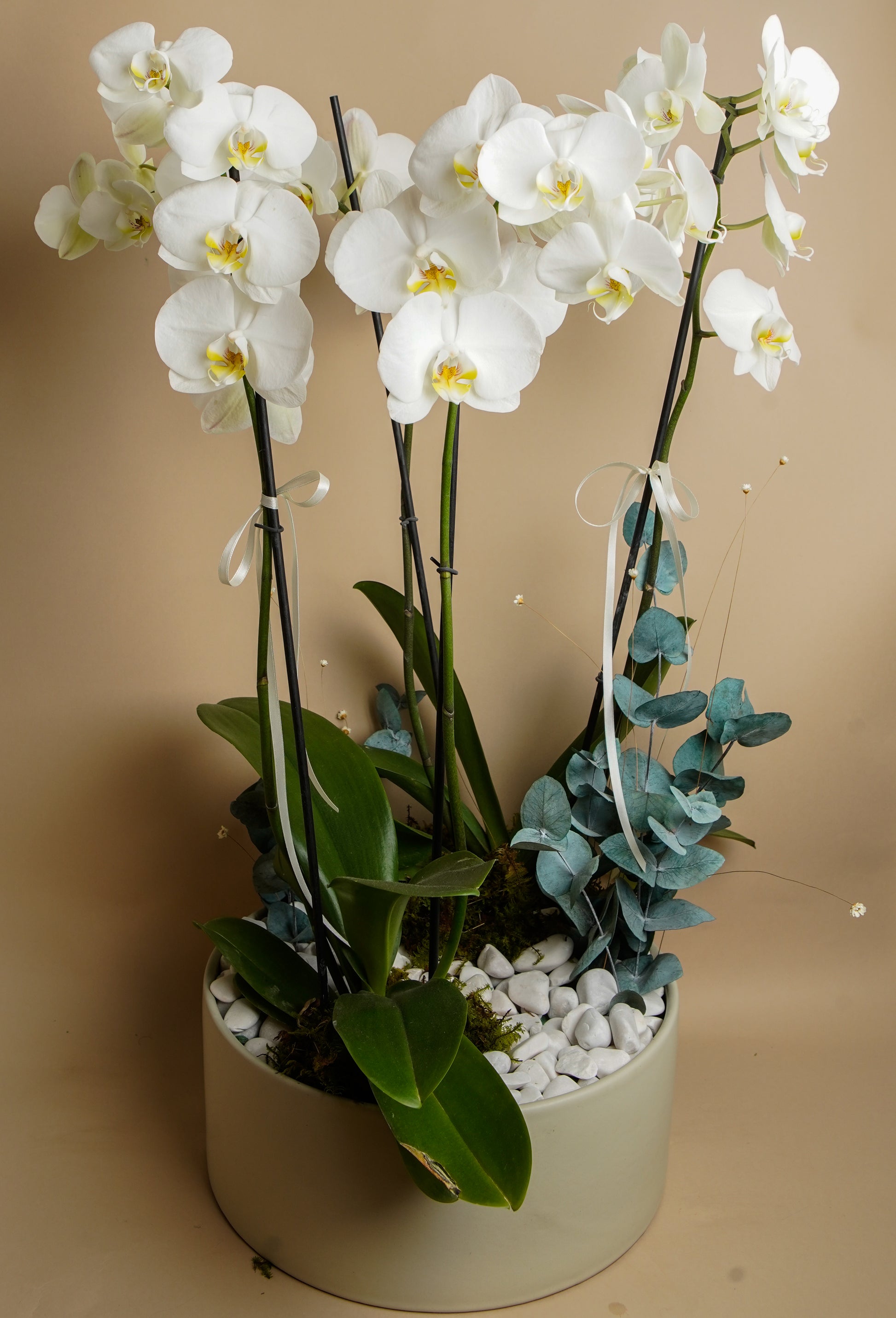 ORQUIDEA CUATRO VARAS PHALAENOPSISI