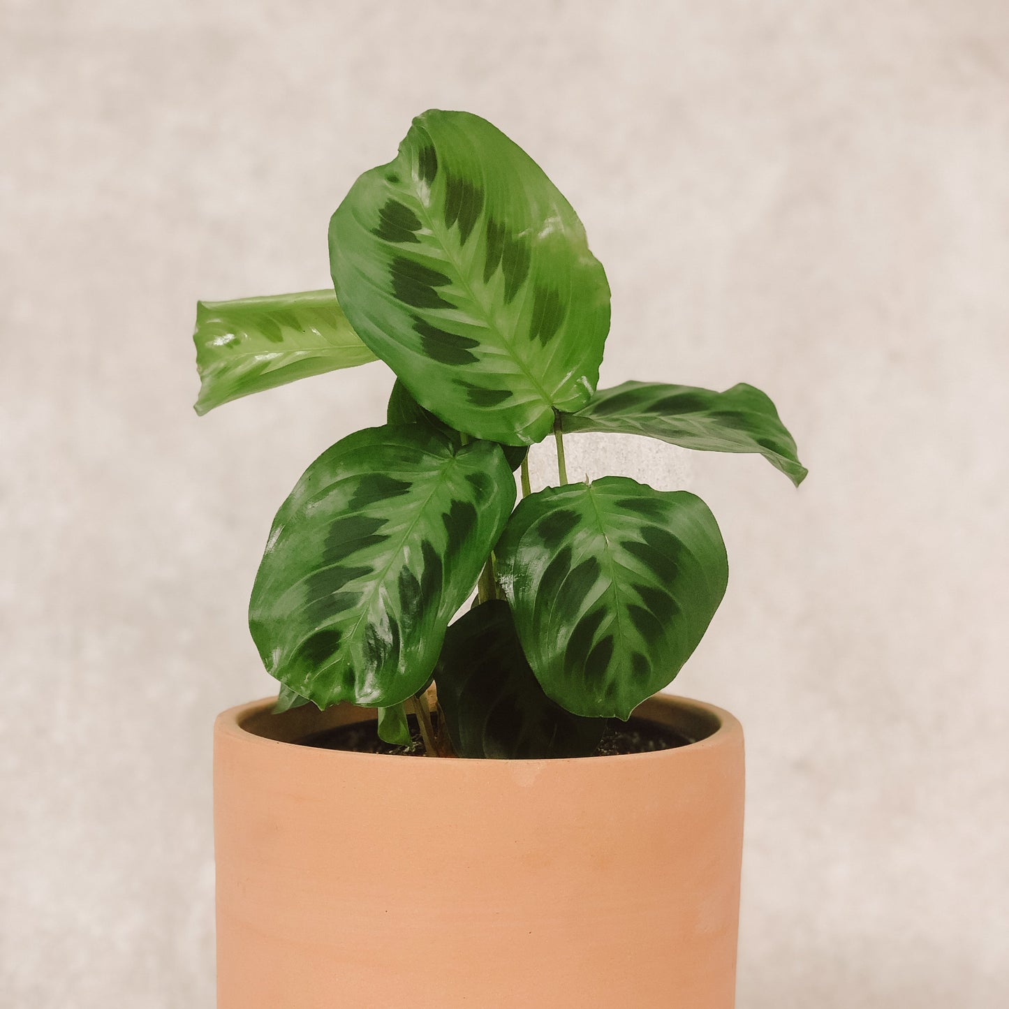 maranta leuconera