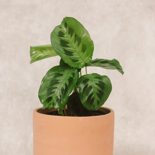maranta leuconera