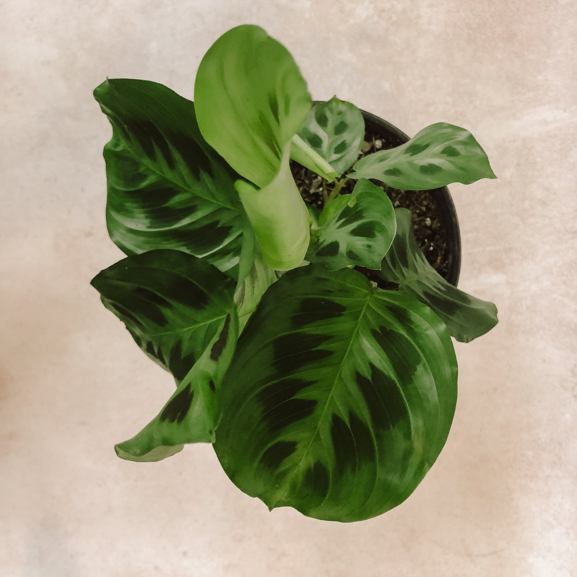 maranta leuconera