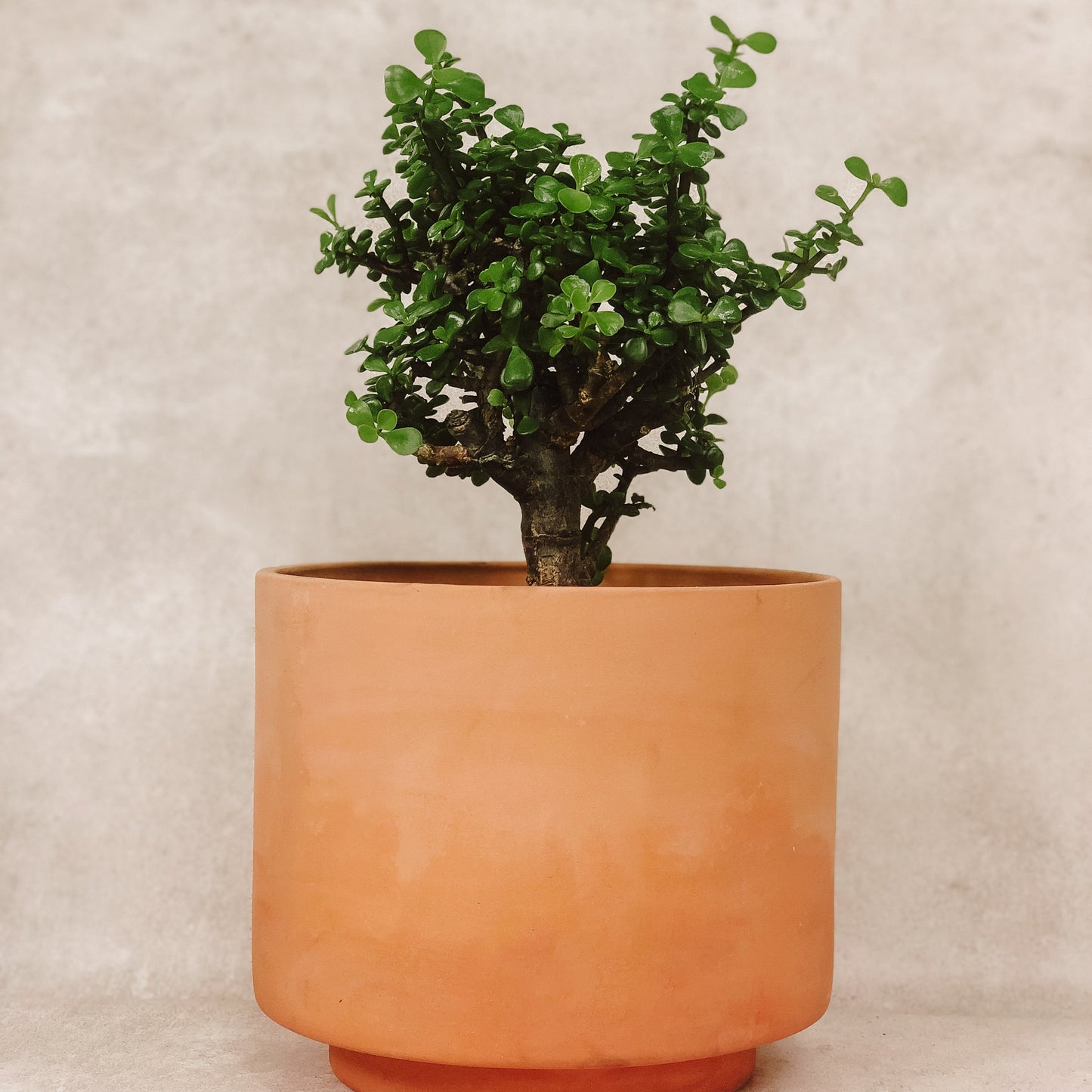 planta árbol de la abundancia 