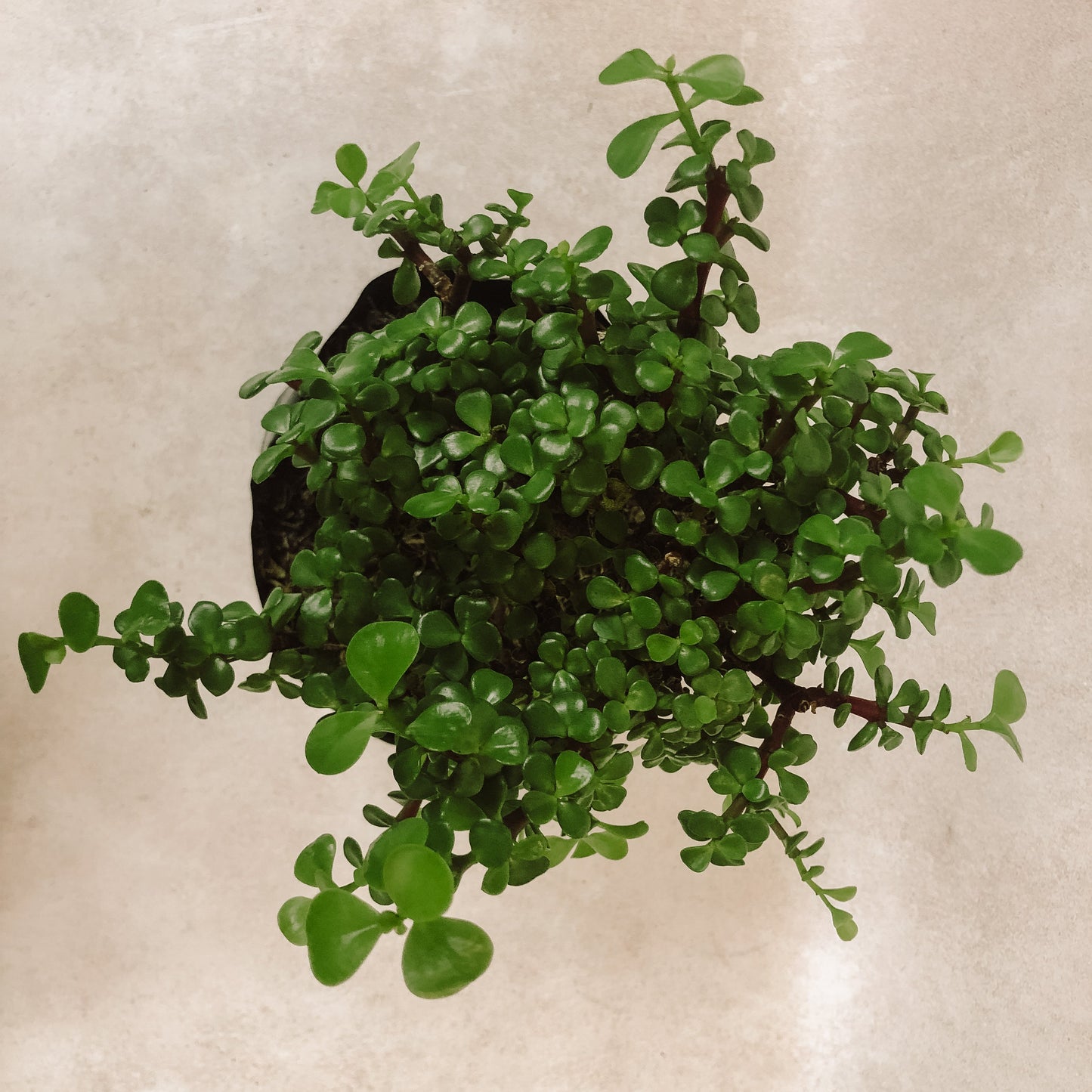 planta árbol de la abundancia 