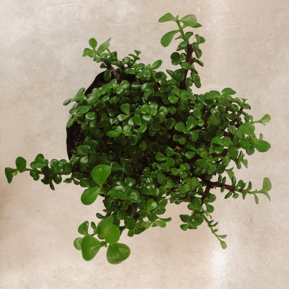 planta árbol de la abundancia 