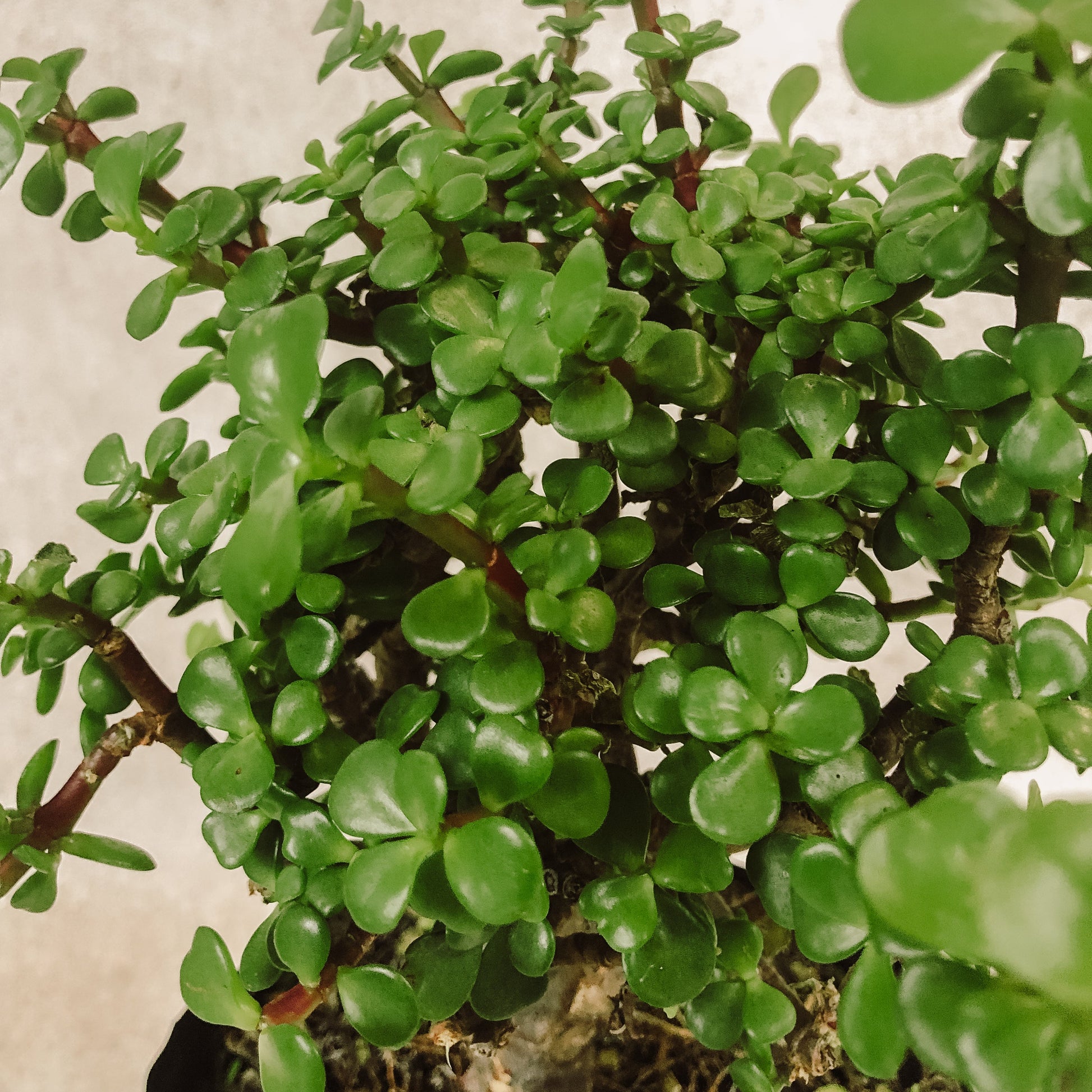 detalle árbol de la abundancia 