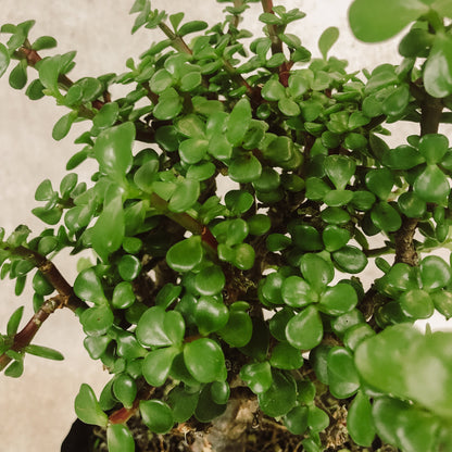 detalle árbol de la abundancia 