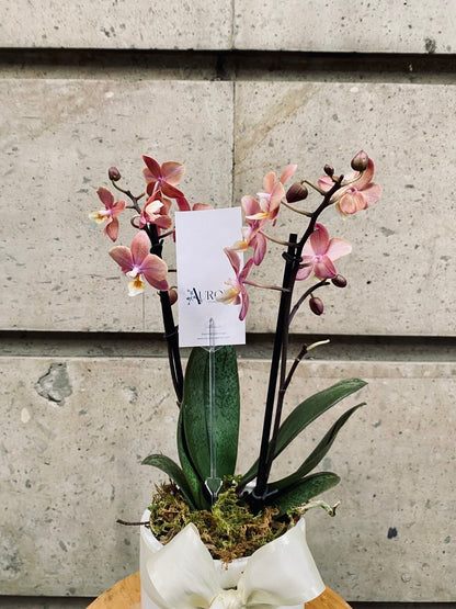 ORQUÍDEA PHANAELOPSIS MULTIFLORA
